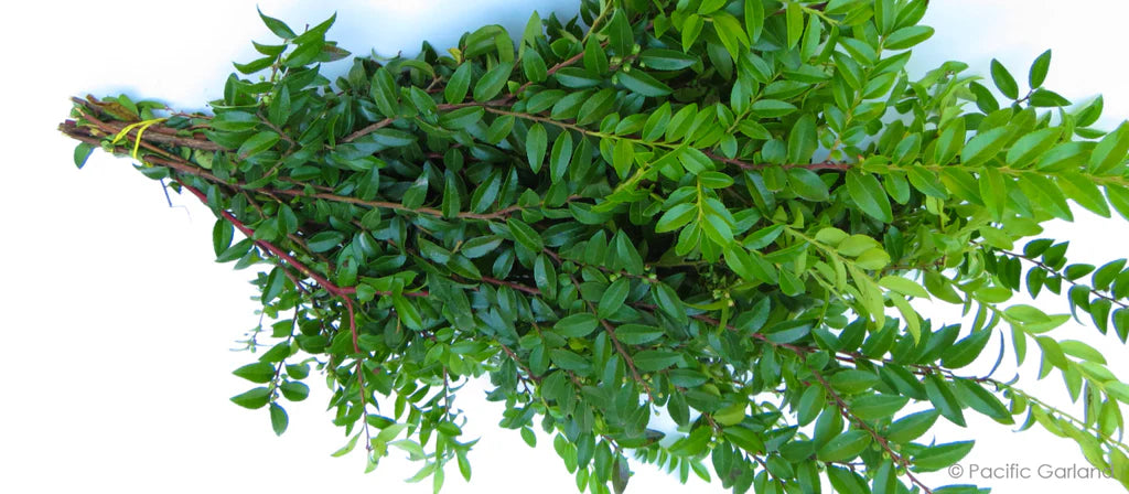 Huckleberry