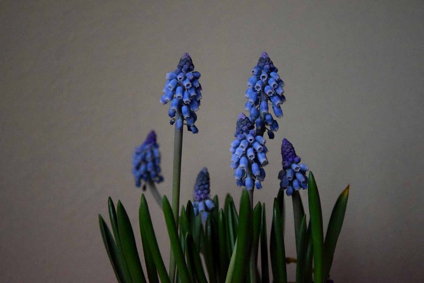 Blue Flowers