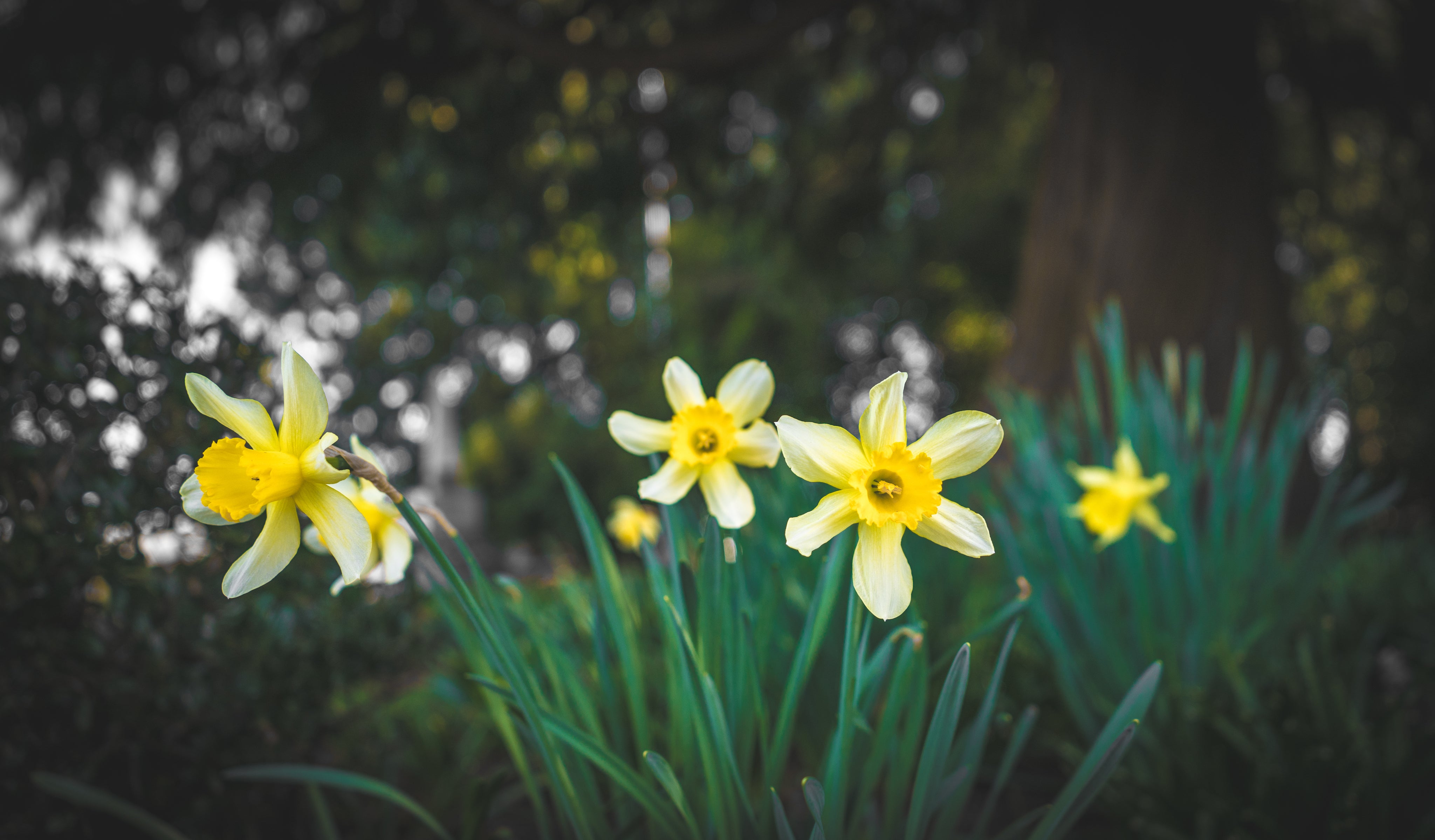Daffodil