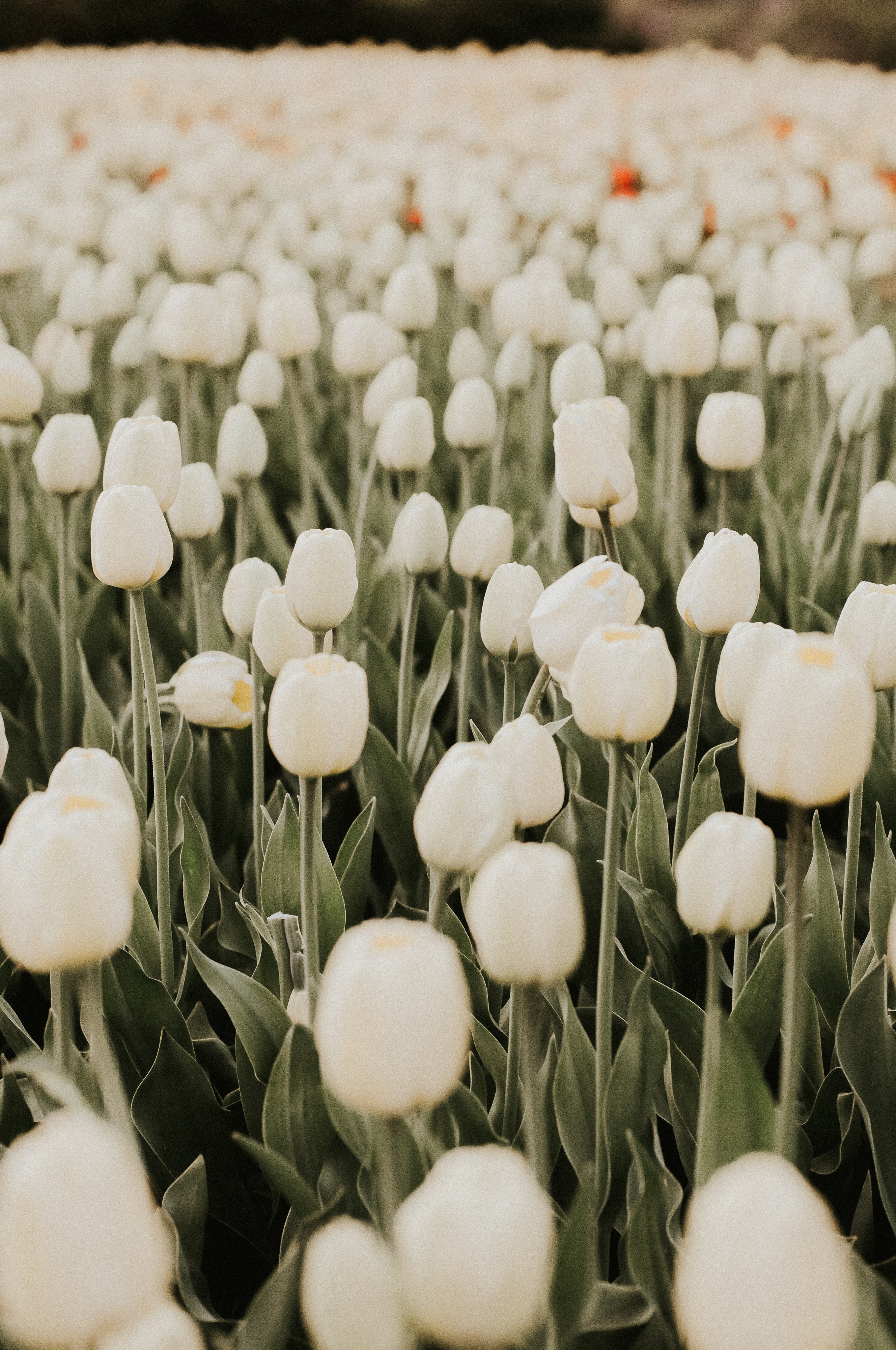 White Flowers