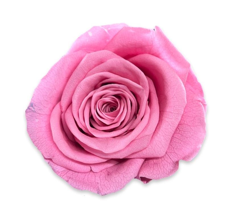 Forever Dome - Petal Relations