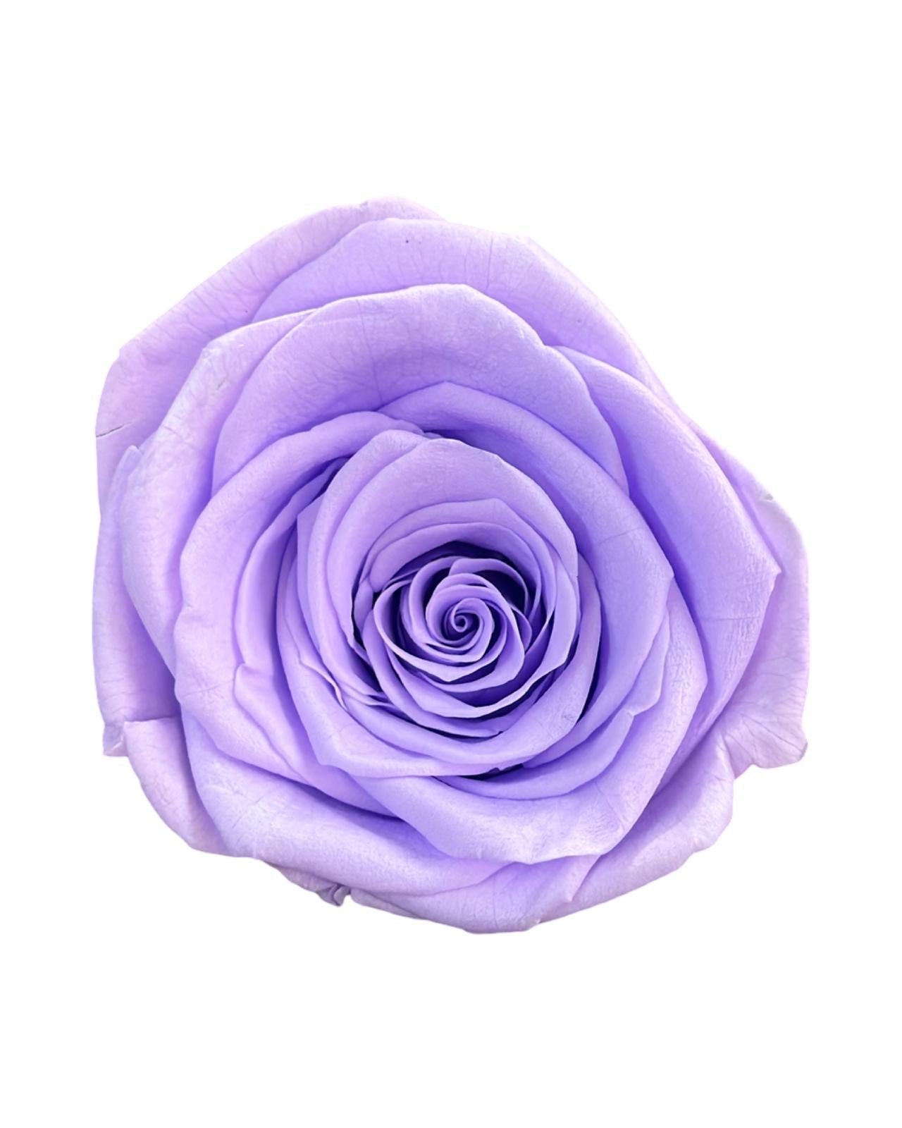 Forever Dome - Petal Relations