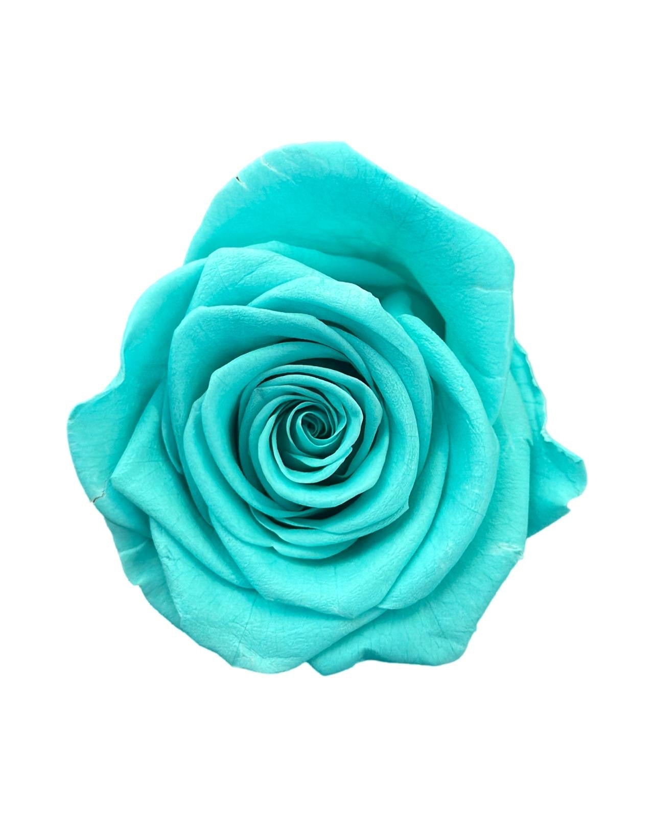 Forever Dome - Petal Relations