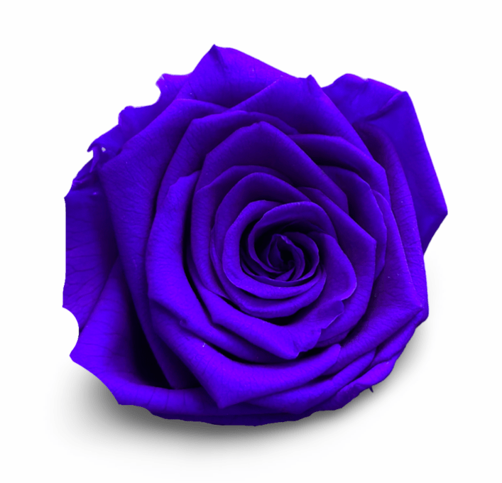 Forever Medium Rectangle - Petal Relations