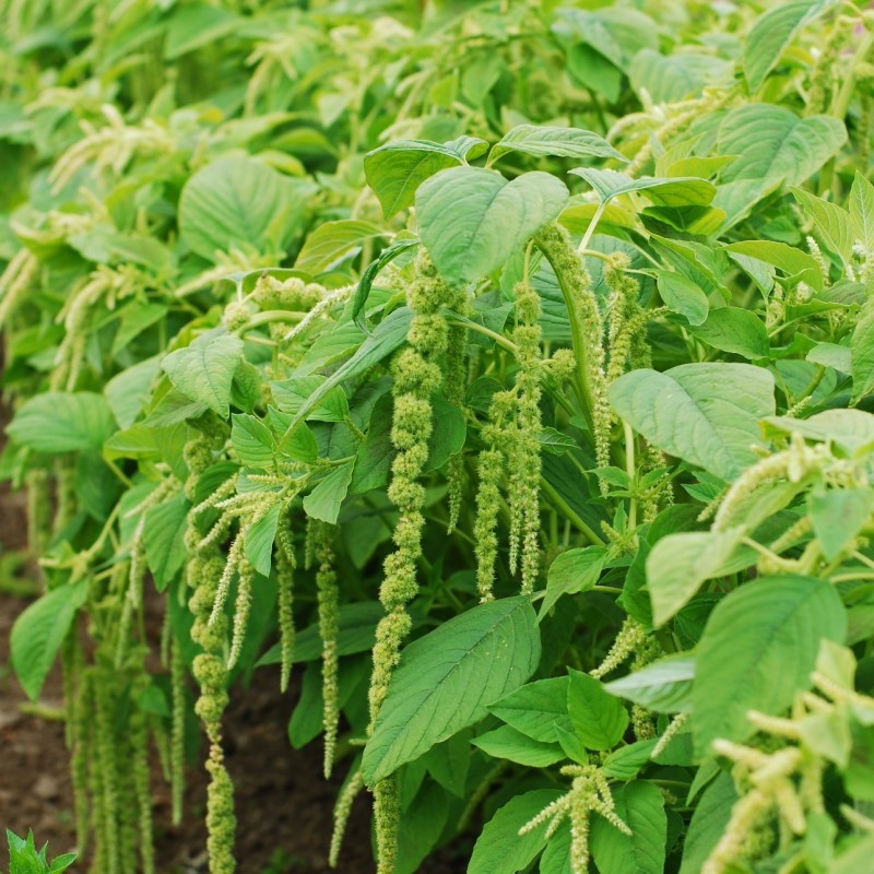 Amaranthus