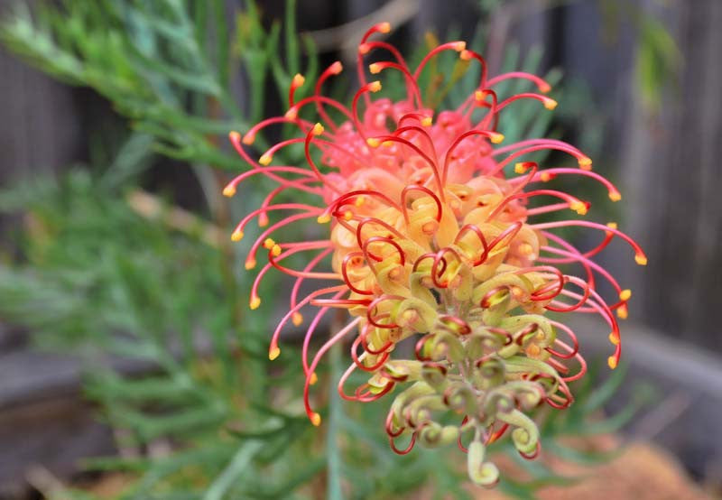 Grevillea