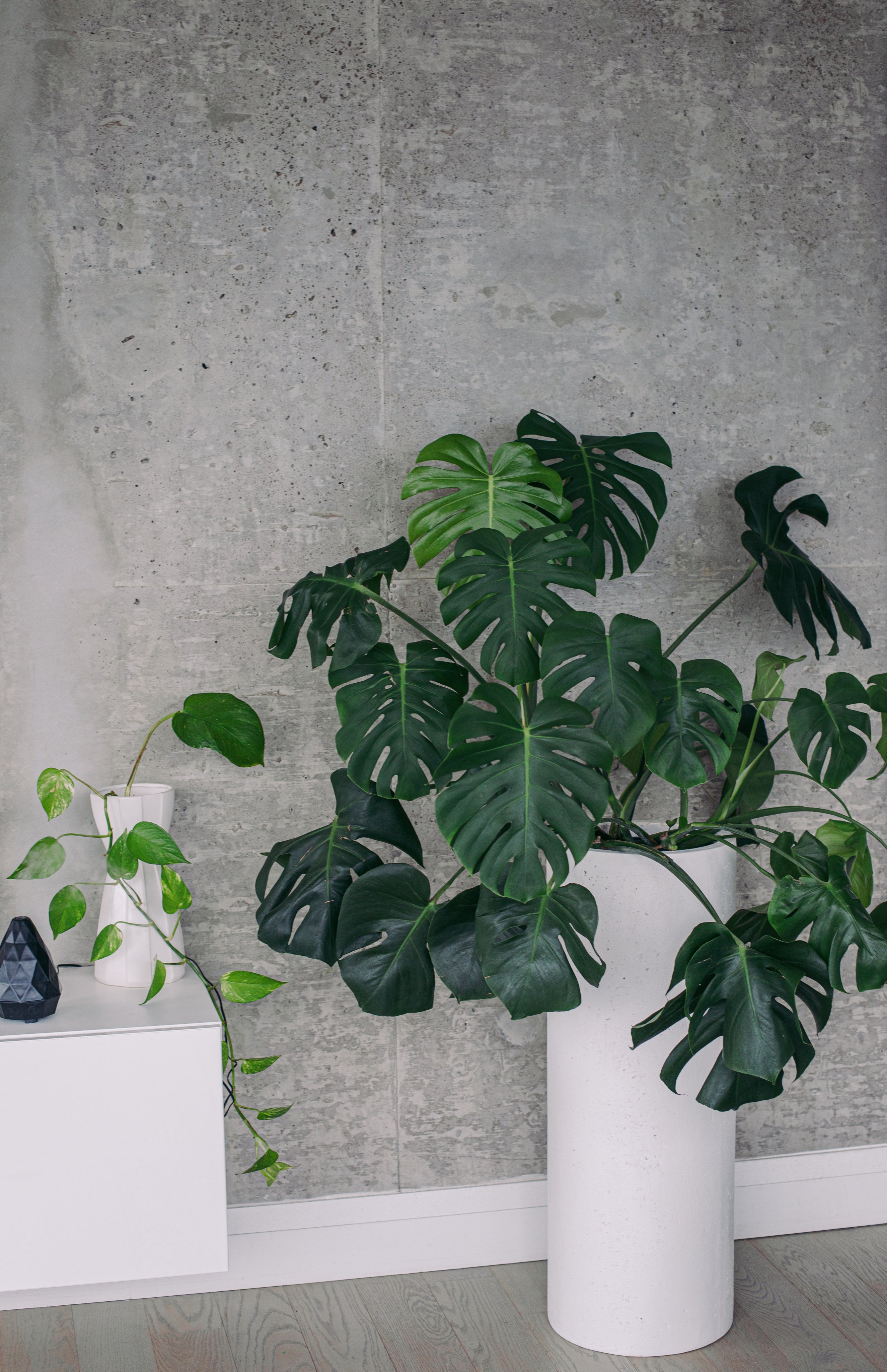 Monstera