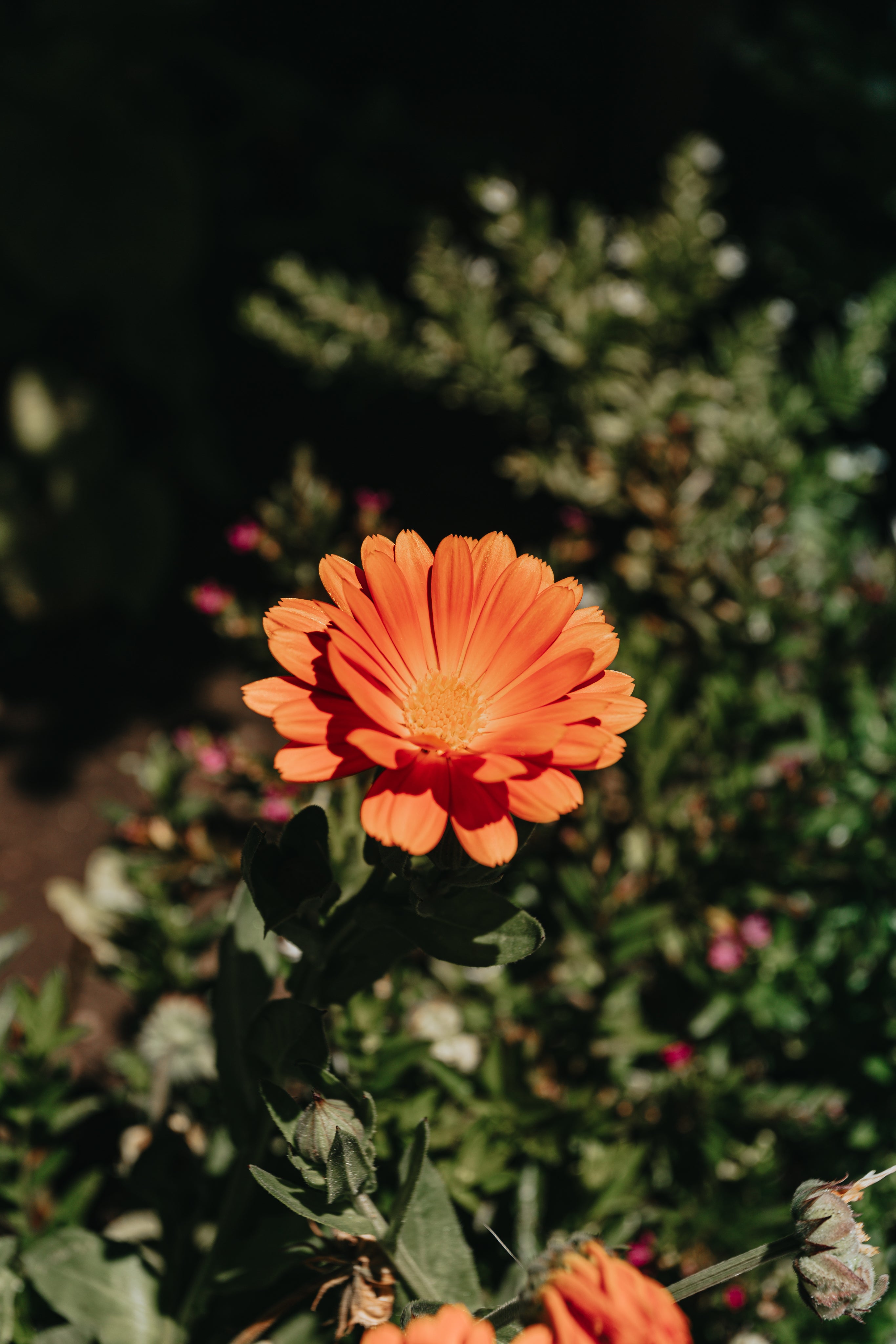Gerbera Daisy
