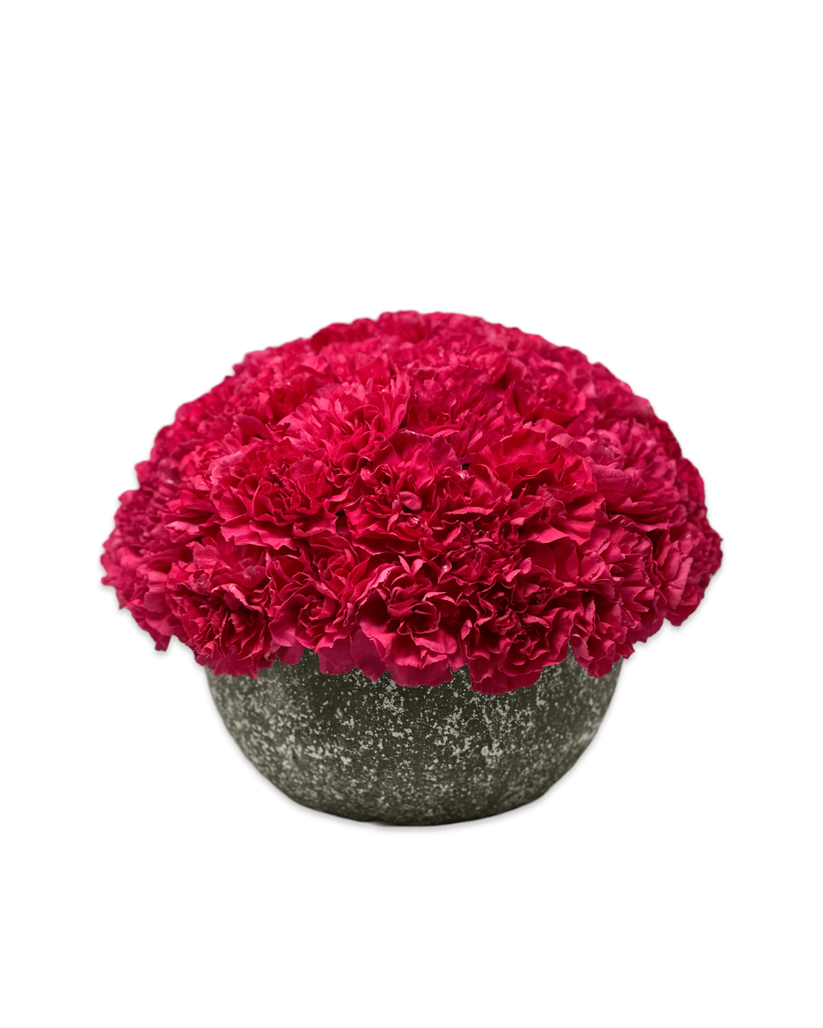 Simply Carnations - Petal Relations