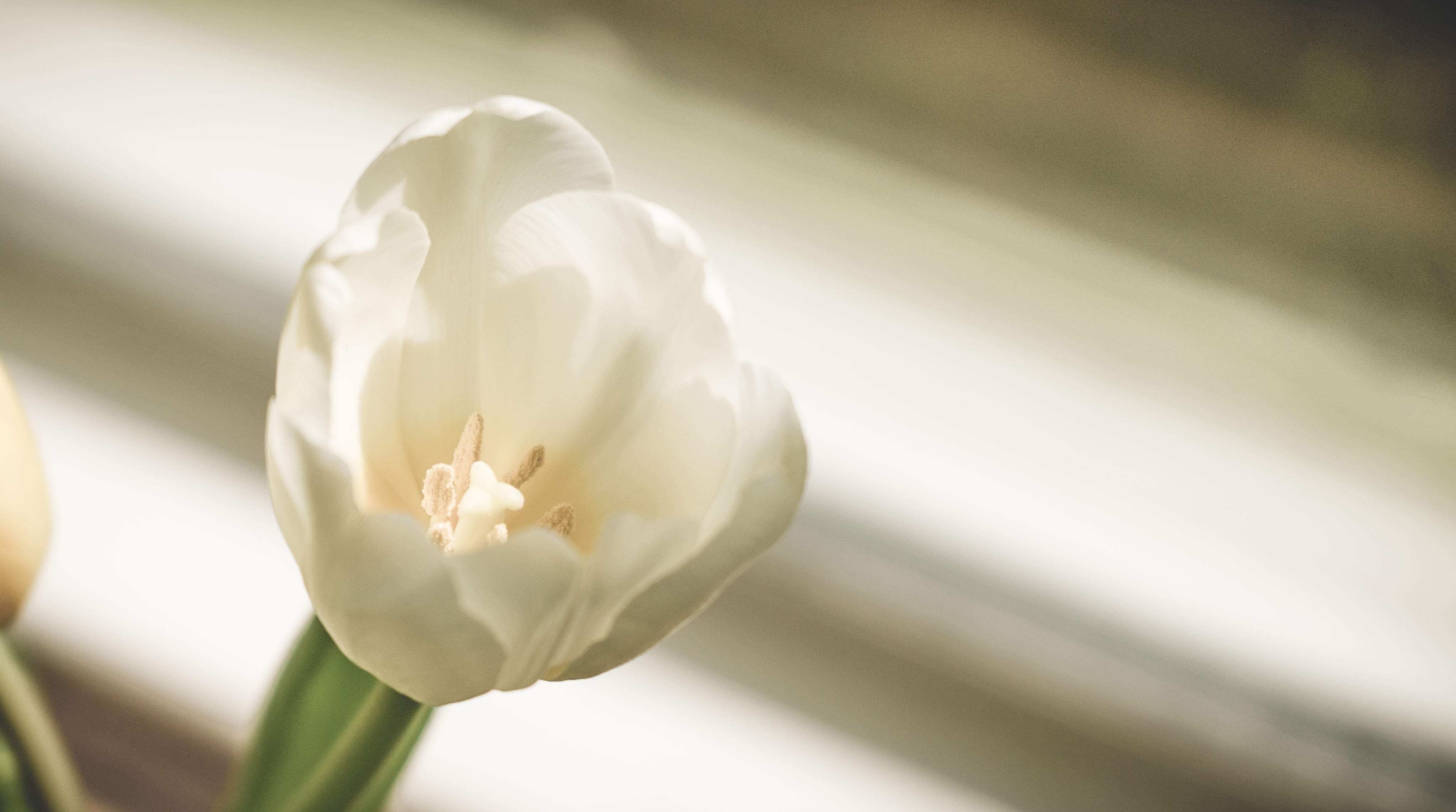 Flowers for Every Occassion
