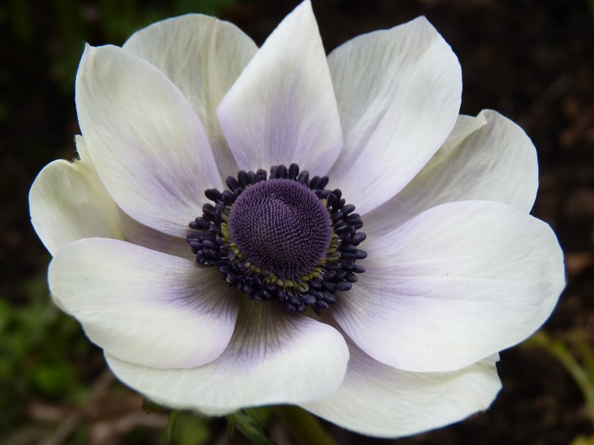 Anemone