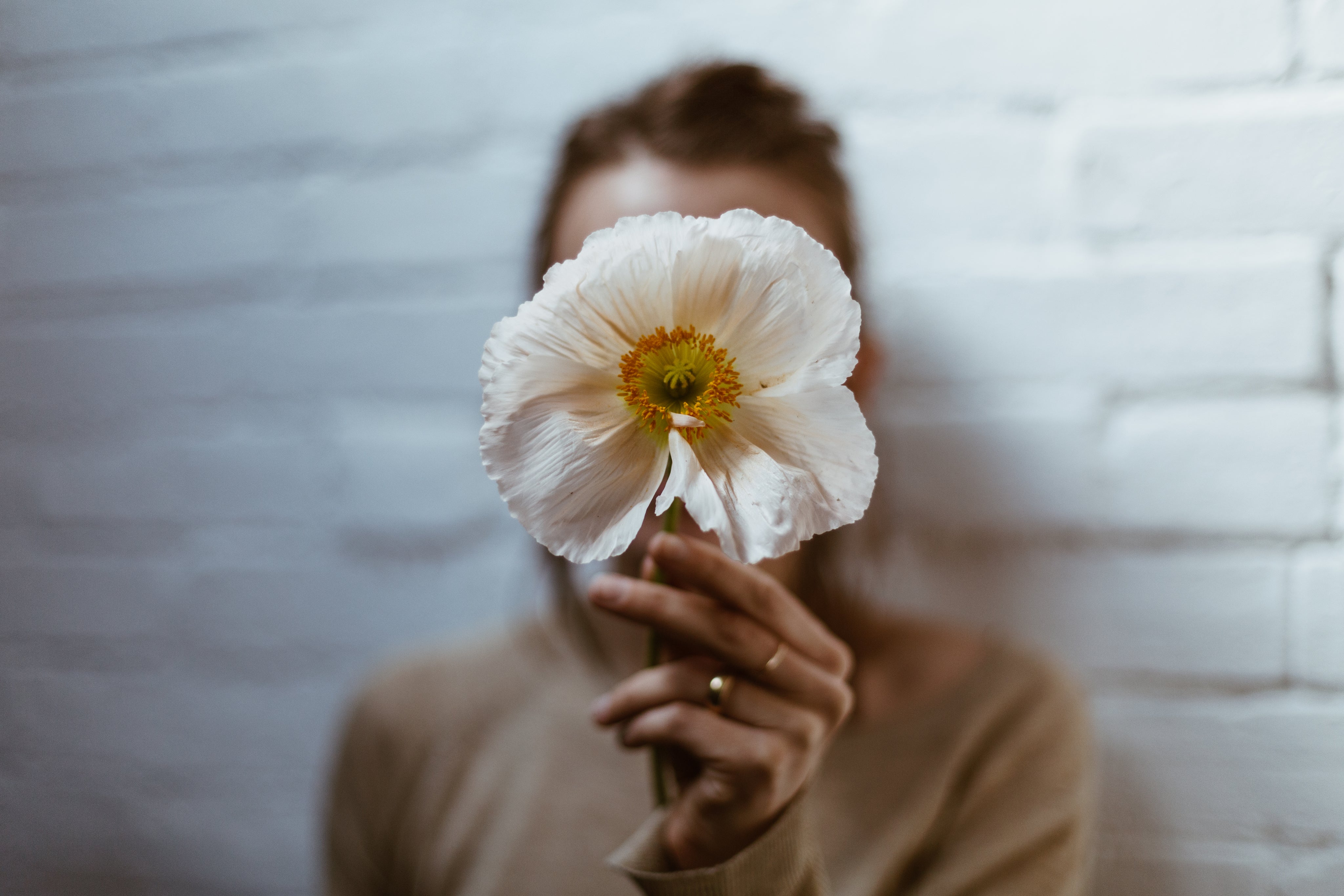 Poppy