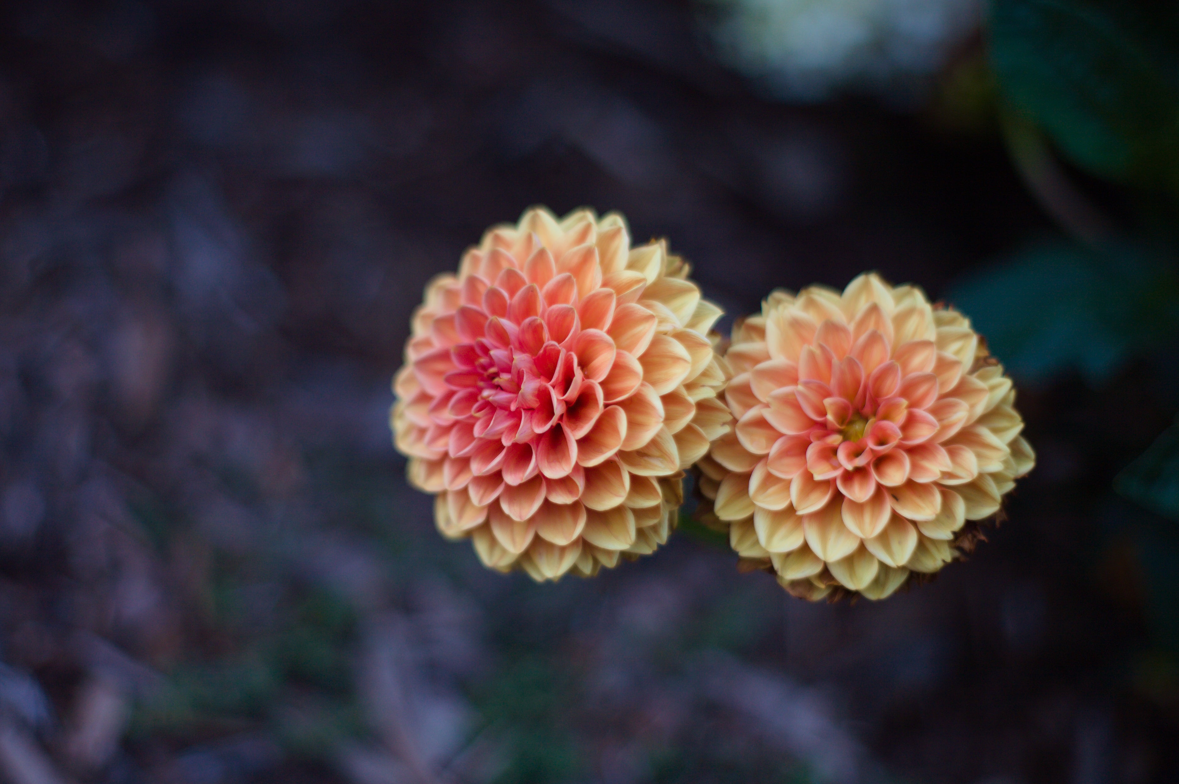Dahlia